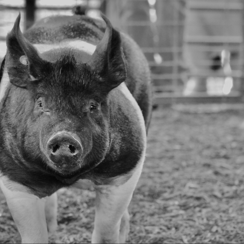 Meet your Posher, Riley